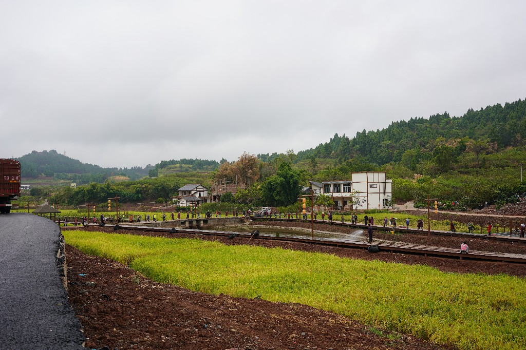 宋井桃源-水稻ZCM01368.jpg