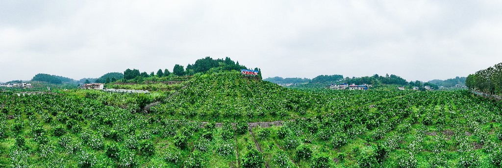 2020-09-11蓬莱镇吊角楼村--万亩甜橙基地-拍摄张昌明-DJI_0546.jpg