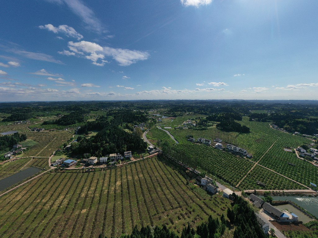2021-04-24蓬莱镇吊角楼村--万亩甜橙基地-拍摄张昌明-DJI_0772.jpg