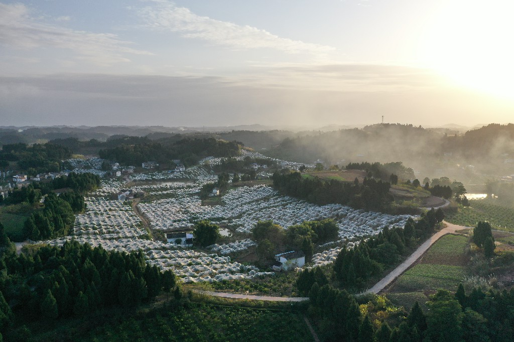 20211129蓬莱镇吊角楼村--万亩甜橙基地-拍摄张昌明-DJI_0899.jpg