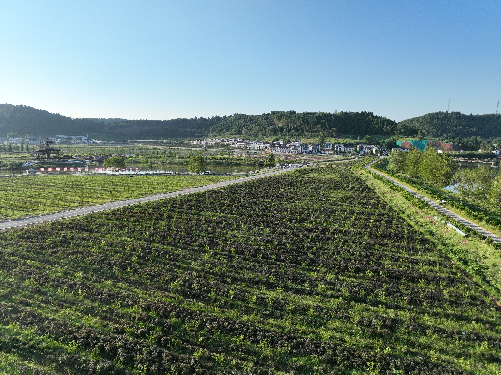 20220806隆盛镇-乐享土门项目-拍摄张昌明DJI_0922.jpg