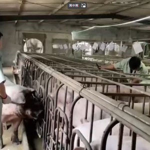 大英：抓实稳产保供 生猪产业态势向好