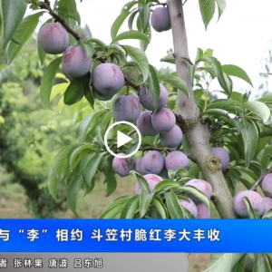 今夏与“李”相约 斗笠村脆红李大丰收
