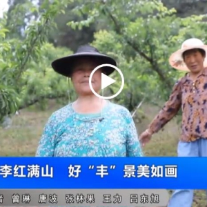 四川大英：凤凰李红满山 好“丰”景美如画